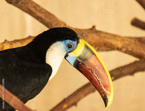 tropical bird with big beak. © studybos