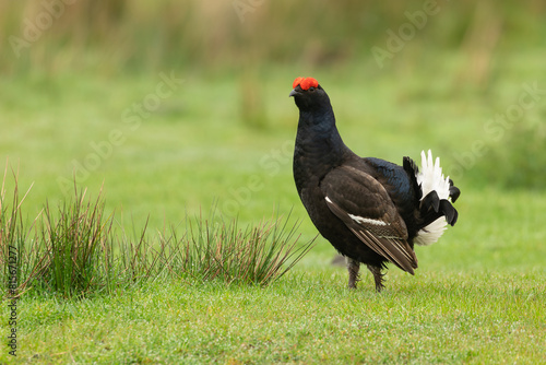Black Grouse, Scientific name, Lyrurux tetrix.  Close up of a male black grouse, alert and stood   facing left on a grouse moor in Swaledale, Yorkshire Dales, UK.  Space for copy.  Horizontal.