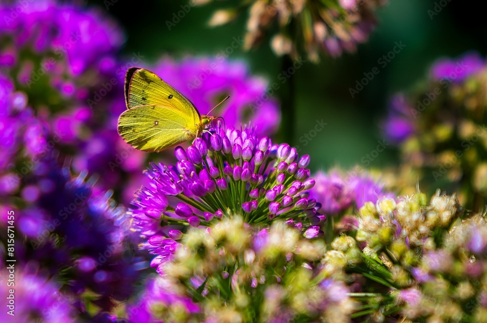Naklejka premium Closeup of a yellow butterfly perched on purple flowers