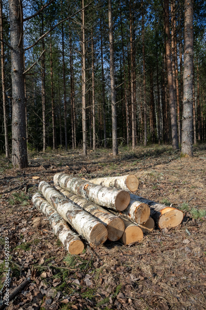 cut birch tree logs in the forest cut birch tree logs in the forest