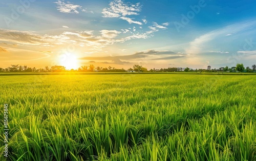 Serene Sunset Over Lush Green Rice Field