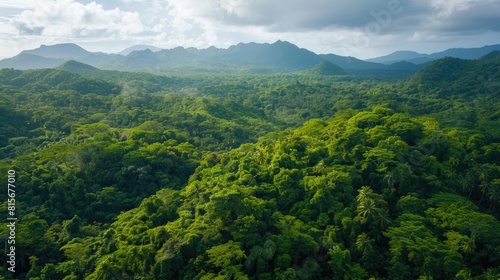 A breathtaking sight awaits as you gaze up at the vibrant lush tropical greenery found deep within the heart of Iriomote Island s dense forest photo