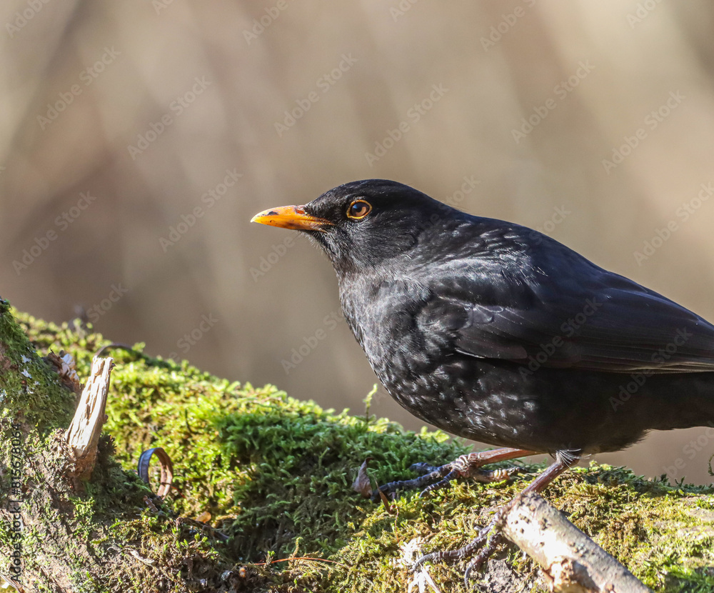 Common blackbird (Turdus merula) perched on a branch of a tree covered in green moss Common blackbird (Turdus merula) perched on a branch of a tree covered in green moss