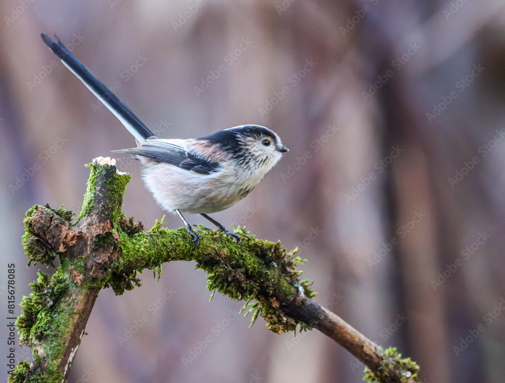 Naklejka premium Brightly-feathered long-tailed tit (Aegithalos caudatus) perched atop a lush green mossy branch