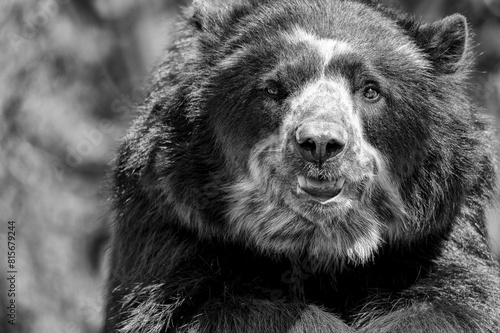 Close-up portrait of a giant bear, in grayscale photo