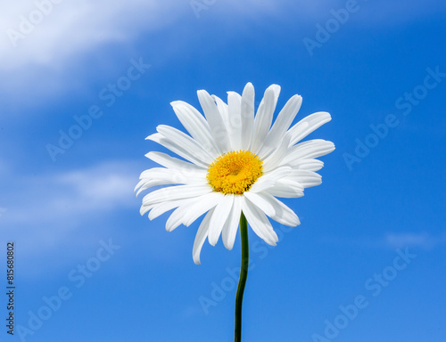Chamomile flowers. White Daisy.
