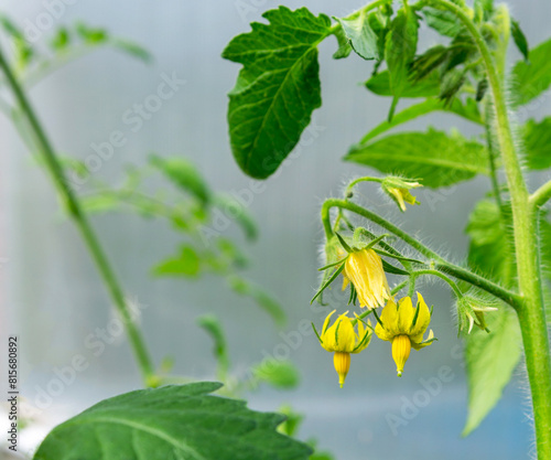 Tomato flowers.