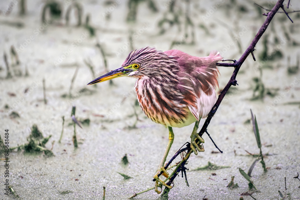 Obraz premium Majestic Indian Pond Heron on the shore of a lake in Rajasthan, India, searching for fish