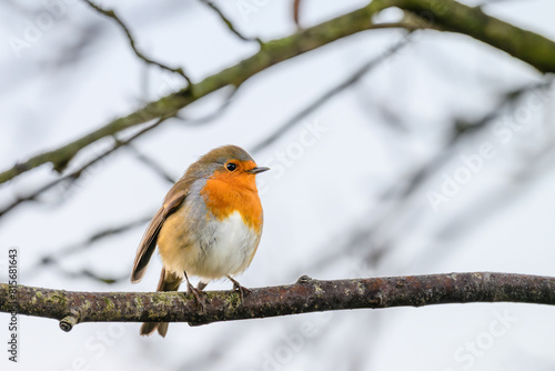 Small bird stands perched on the snow-covered branch of a tree against a wintery backdrop