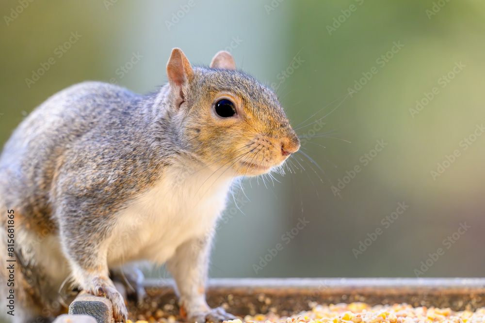 Obraz premium Grey squirrel perched atop a bird feeder in front of a residential house