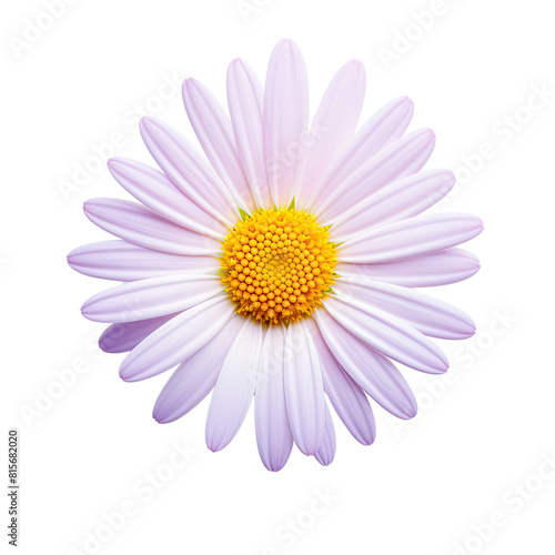 White cosmos flower isolated on transparent background