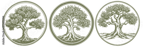 Olive tree, emblem set, vector illustration