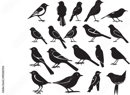 collection of birds