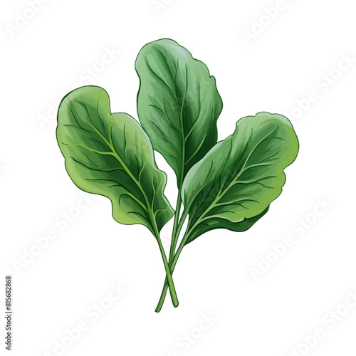 Green leaves of salad or spinach.