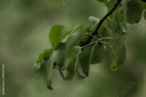 leaves on a branch with drops of rain 
