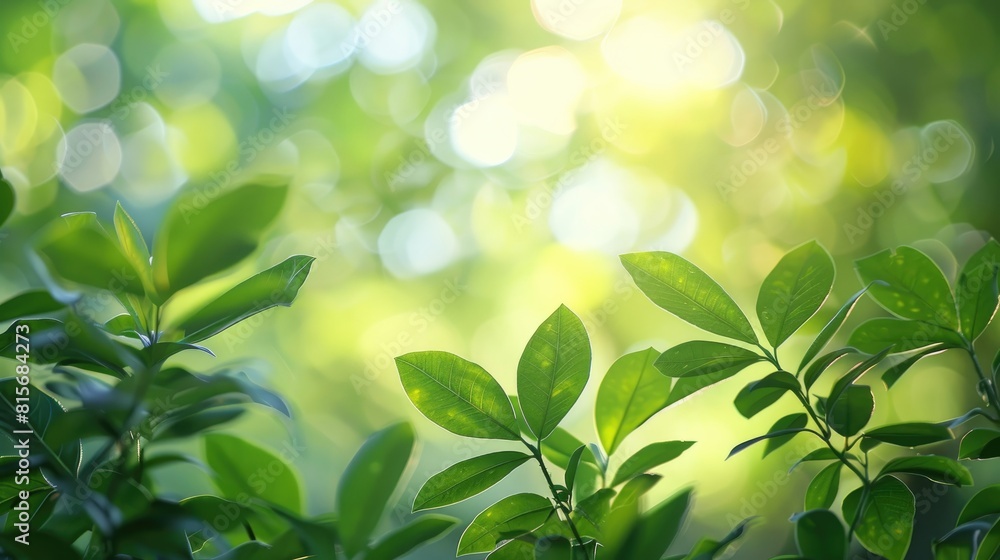 Blurred Background of Green Leaves in Garden During Summer Blurred Background of Green Leaves in Garden During Summer