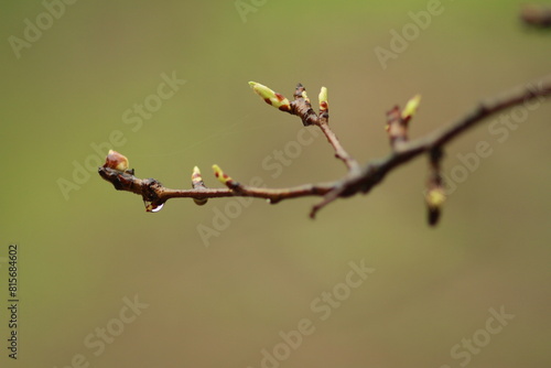 bud of a tree