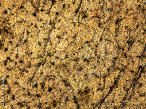 grape skin under the microscope - optical microscope x100 magnification photo