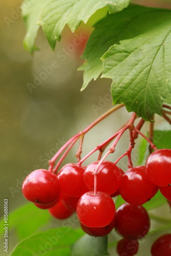 red berries of a viburnum, red viburnum, kalyna 