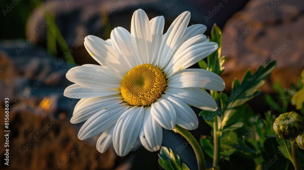 Delicate bloom daisy illuminated by sunlight displaying natural beauty Delicate bloom daisy illuminated by sunlight displaying natural beauty