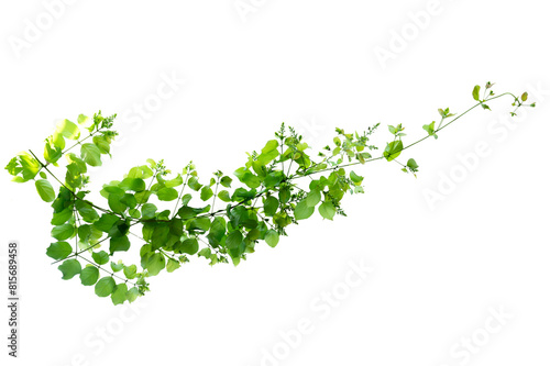 leaf vine Isolate on transparent background PNG file