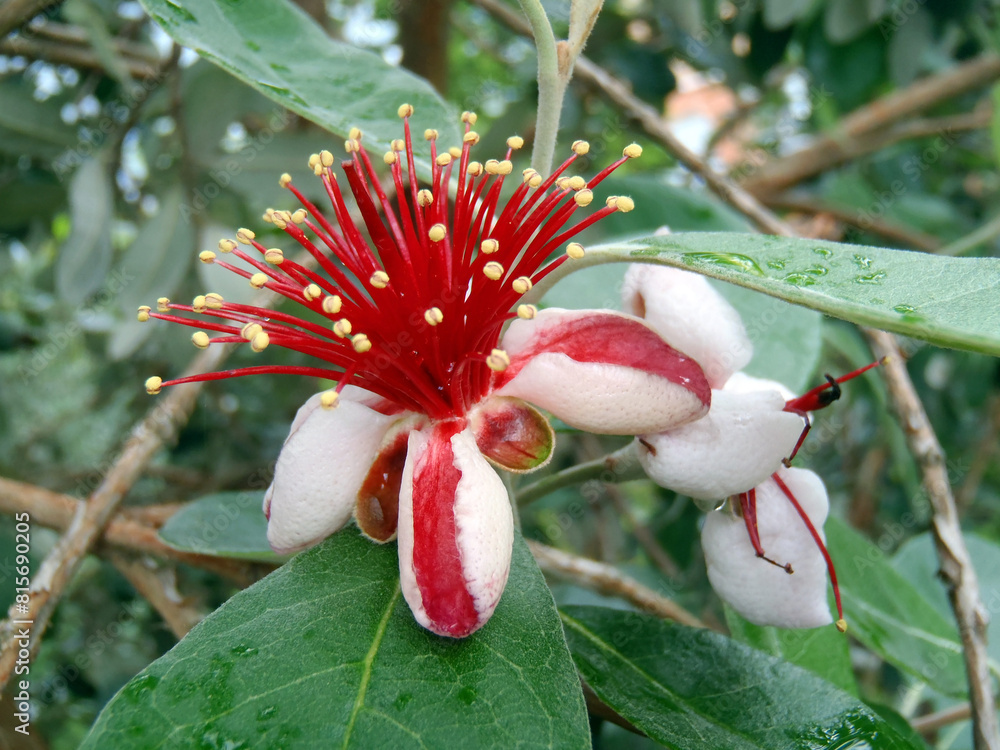 Feijoa tree flower (Acca sellowiana) pineapple guava, guavasteen. Branch with flowers & leaf on feijoa tree close up red exotic fruit flower in Abkhazia orchard. Feijoa tree leaf on farm background