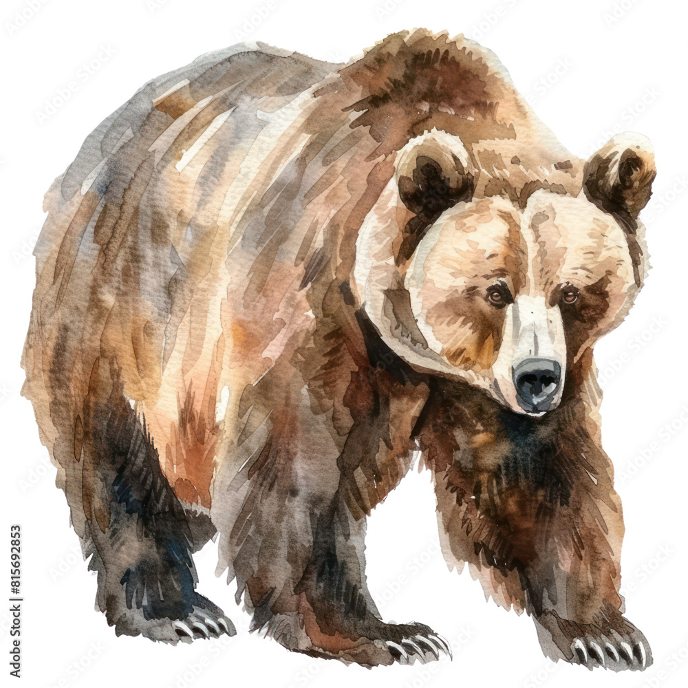 Obraz premium Grizzly bear watercolor isolate illustration png.