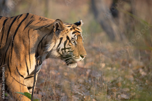 Free ranging wild Indian bengal tiger in India jungle