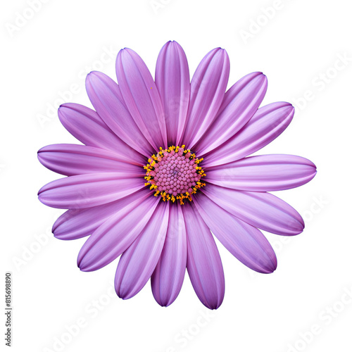 Purple cosmos flower isolated on transparent background