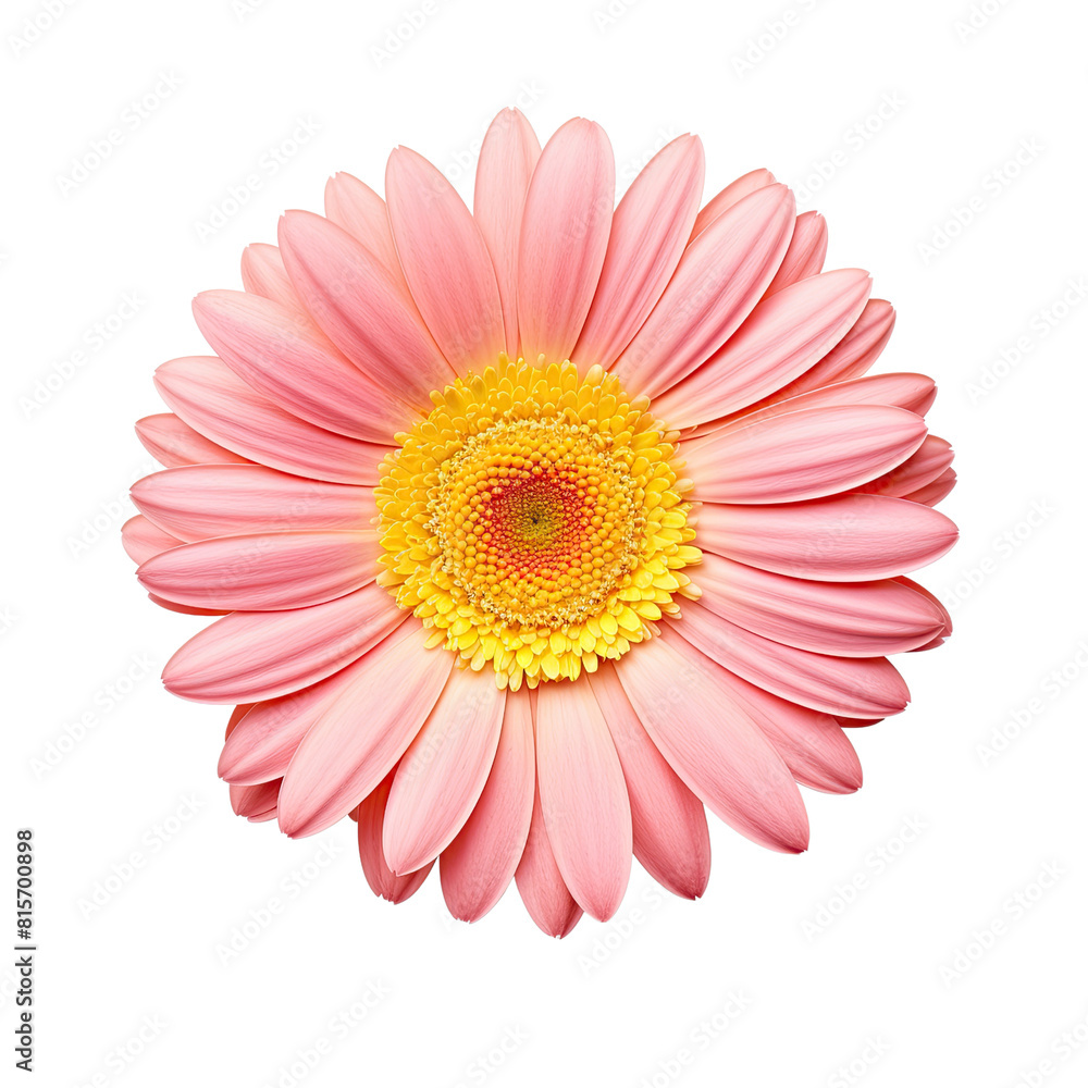 Pink cosmos flower isolated on transparent background Pink cosmos flower isolated on transparent background
