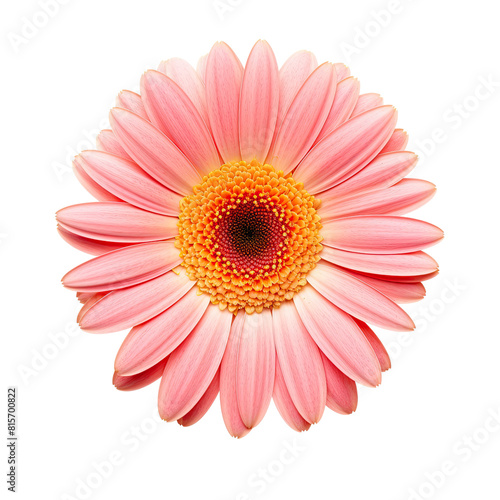 Pink cosmos flower isolated on transparent background