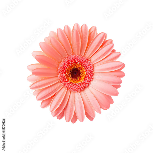 Pink cosmos flower isolated on transparent background