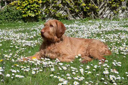 Wire haired Vizsla enjoying a rest in the daisys
