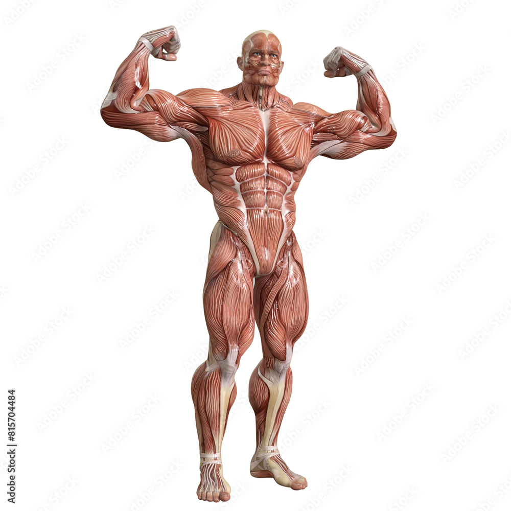Bodybuilder with muscle Character isolated 3d rendered illustration Bodybuilder with muscle Character isolated 3d rendered illustration