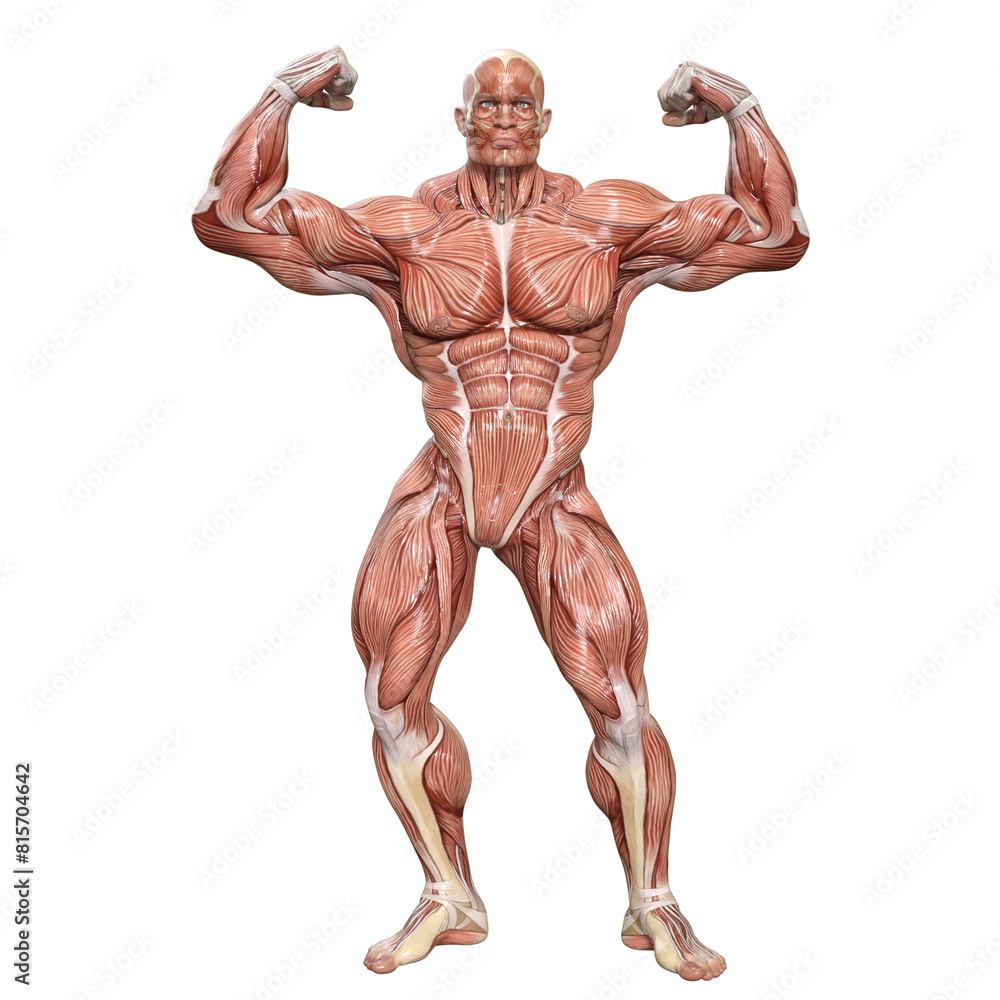 Bodybuilder with muscle Character isolated 3d rendered illustration Bodybuilder with muscle Character isolated 3d rendered illustration