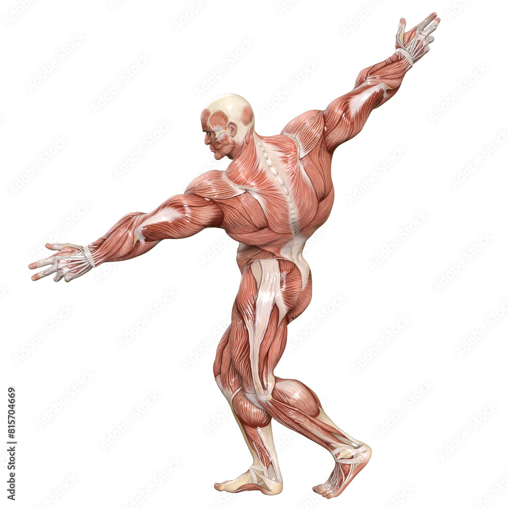 Bodybuilder with muscle Character isolated 3d rendered illustration Bodybuilder with muscle Character isolated 3d rendered illustration