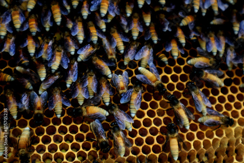 honeybee, honey, cluster, swarm, frame, agriculture, pollen, stock, comb, wax, beeswax, beekeeping, nucleus, beekeeper, propolis, hive, apiarist, pupa, breeding, larvae, foundation, brood, stores, roy photo