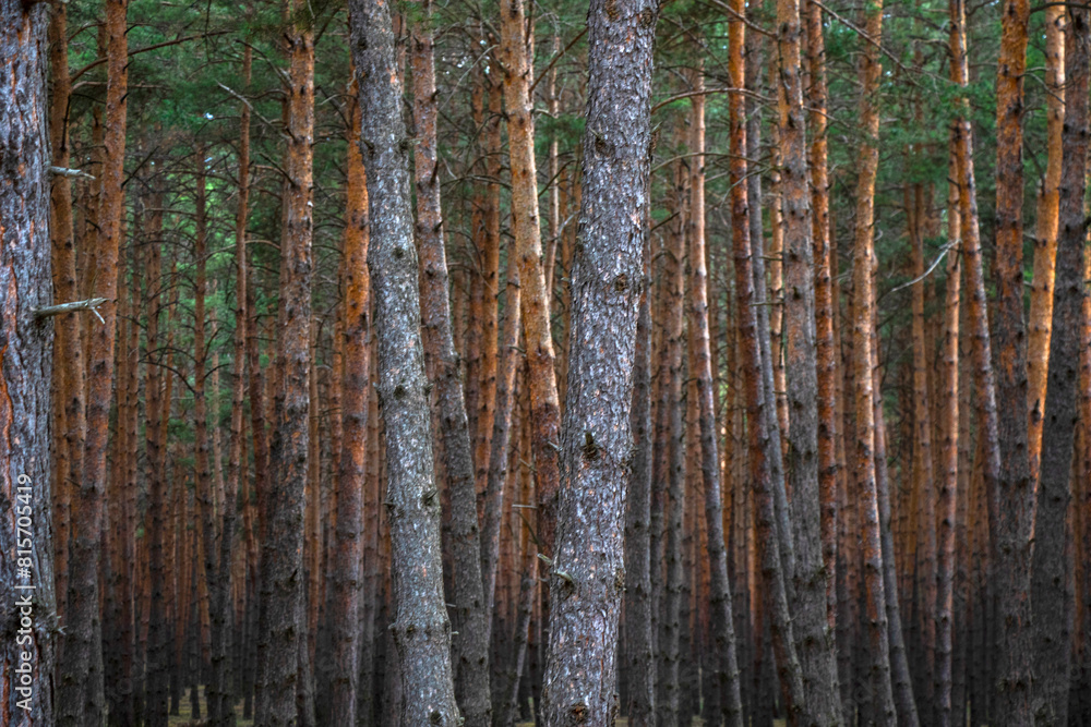 Obraz premium Pine forest landscape