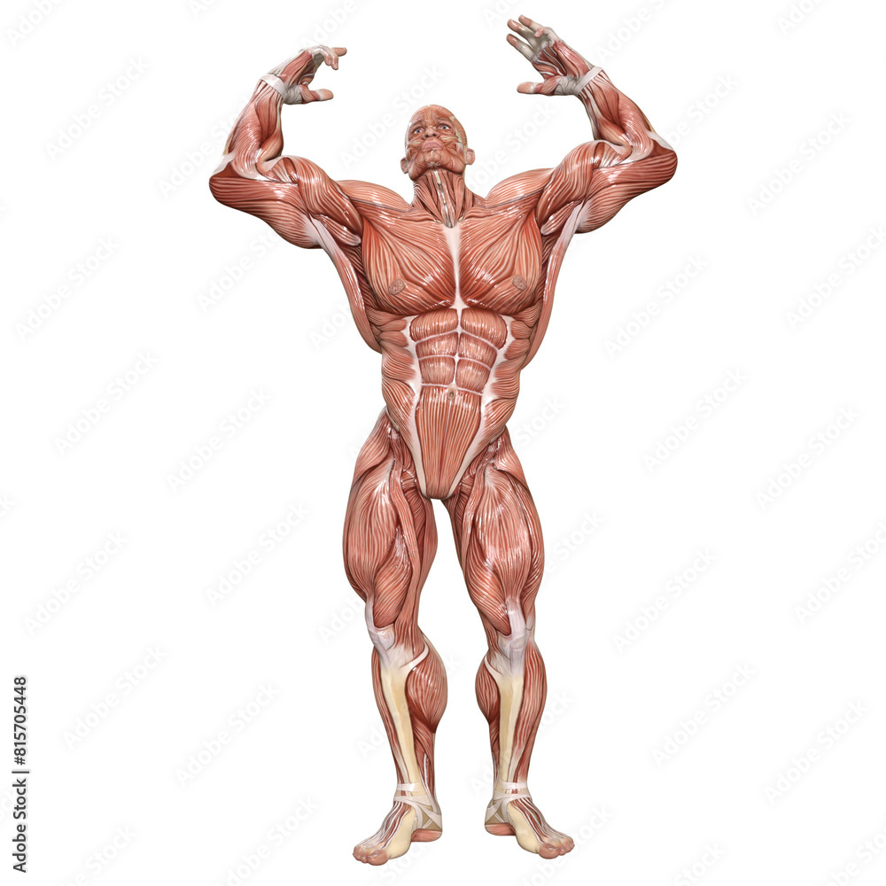 Bodybuilder with muscle Character isolated 3d rendered illustration Bodybuilder with muscle Character isolated 3d rendered illustration