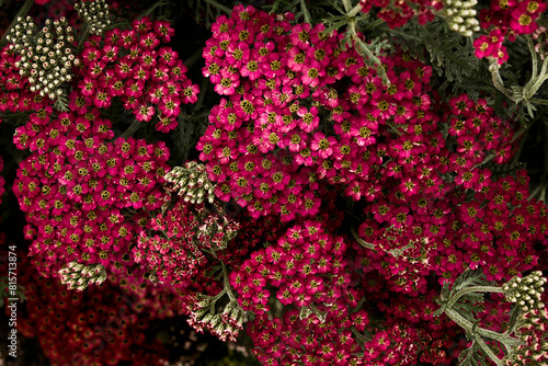 Red garden flowers Achillea millefolium close-up. photo