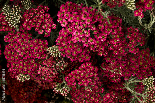 Red garden flowers Achillea millefolium close-up.