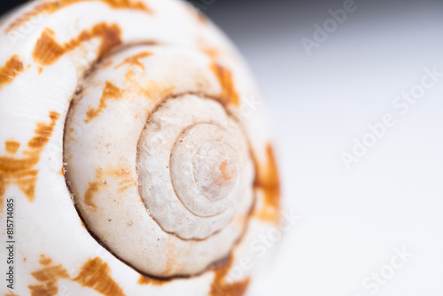 Close up of a snail shell on white background.
