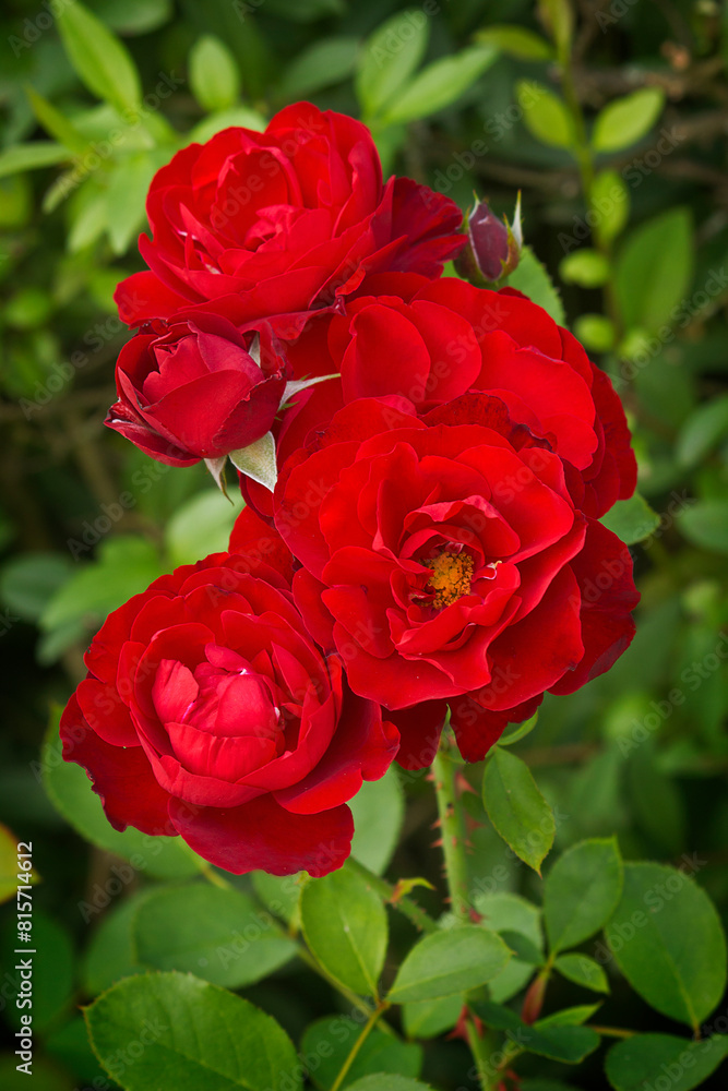 red rose close-up on a bush in the garden red rose close-up on a bush in the garden