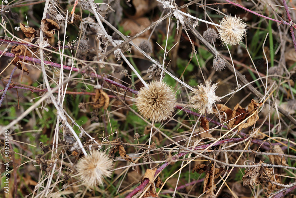image of a dry thorn image of a dry thorn