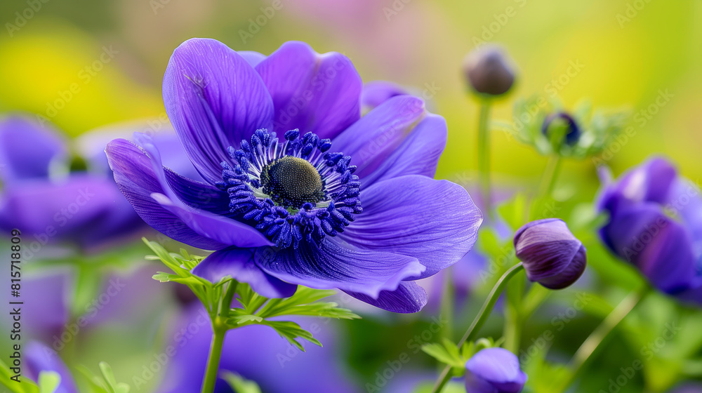 Purple flowers with green stems and purple petals in a garden Purple flowers with green stems and purple petals in a garden