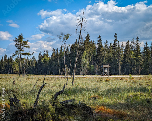Peat bog near Zieleniec