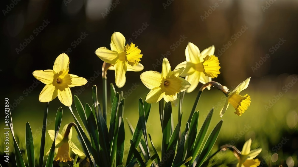 Daffodils of a yellow hue flourished in the garden Daffodils of a yellow hue flourished in the garden