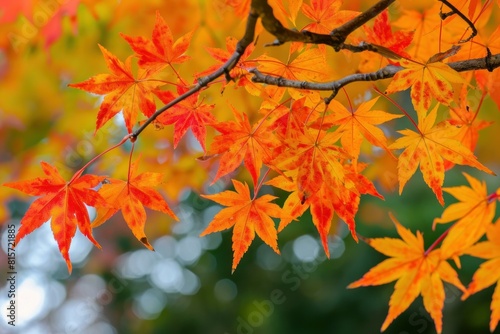 Close-up of bright orange and red maple leaves against a soft  blurred autumn backdrop