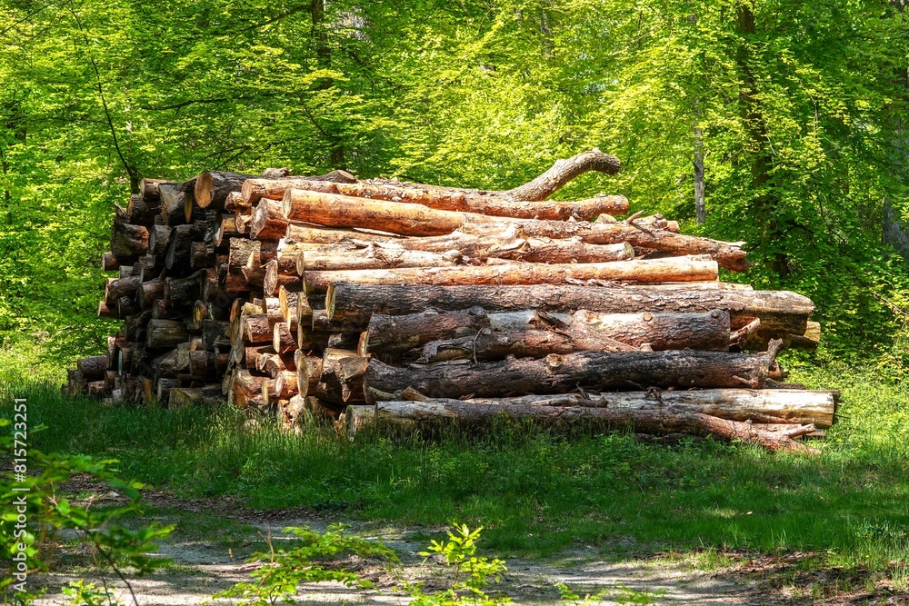 Une pile de troncs d'arbres abattus en forêt, avec tons vifs Une pile de troncs d'arbres abattus en forêt, avec tons vifs
