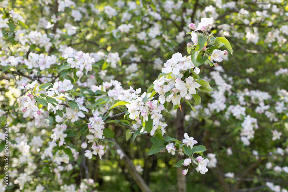 Apple trees in blossom. Floral spring background. Apple trees garden.